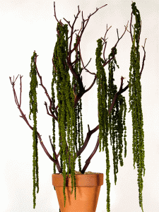 beautiful manzanita tree centerpiece with lush green hangin amaranthus beautiful manzanita tree centerpiece with lush green hangin amaranthus